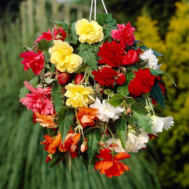 Fragrant Hanging Basket Begonia Mixture